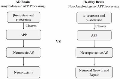 Cardiometabolic Modification of Amyloid Beta in Alzheimer’s Disease Pathology